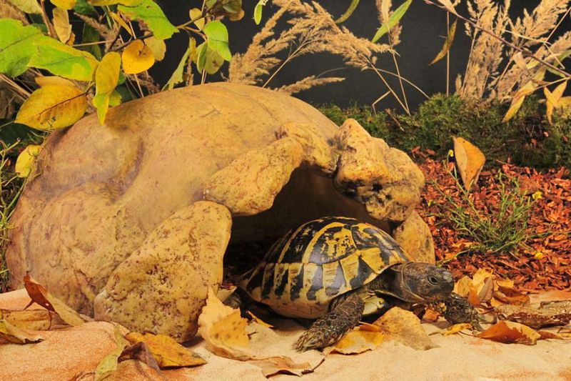 Обустройство террариума для сухопутной черепахи