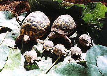 Домашняя черепаха: содержание,описание,размножение.