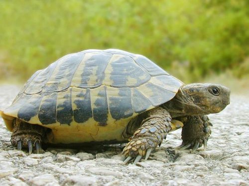 Размножение и разведение черепах