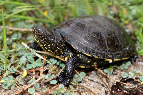 Содержание болотной черепахи в домашних условиях
